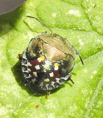 Caura rufiventris