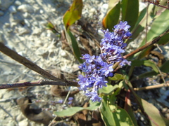 Limonium brevipetiolatum