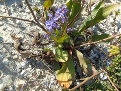 Limonium brevipetiolatum