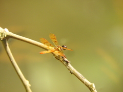 Perithemis lais