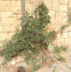 Nicotiana glauca