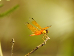 Perithemis electra