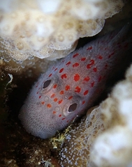 Hawaiian Orbicular Velvetfish photo 1