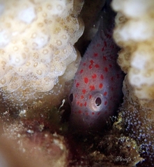 Hawaiian Orbicular Velvetfish photo 3