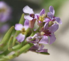 Cakile maritima maritima