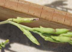 Cakile maritima maritima