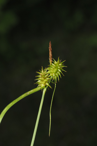 Carex flava L.