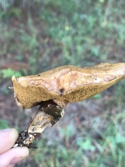 Suillus cothurnatus