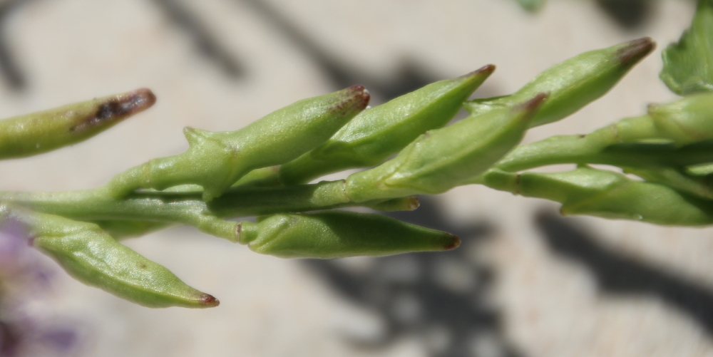 Cakile maritima ssp. maritima