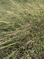 Dichanthium annulatum