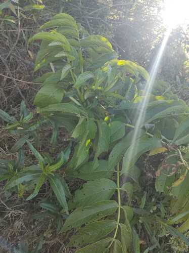 Sambucus peruviana, photograph 6