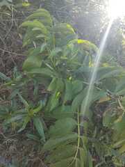 Sambucus peruviana, photograph (c) Maria Luisa Bravo Alarcon, some rights reserved (CC BY)