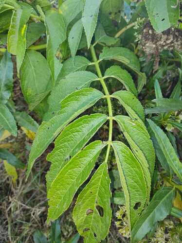 Sambucus peruviana, photograph 4