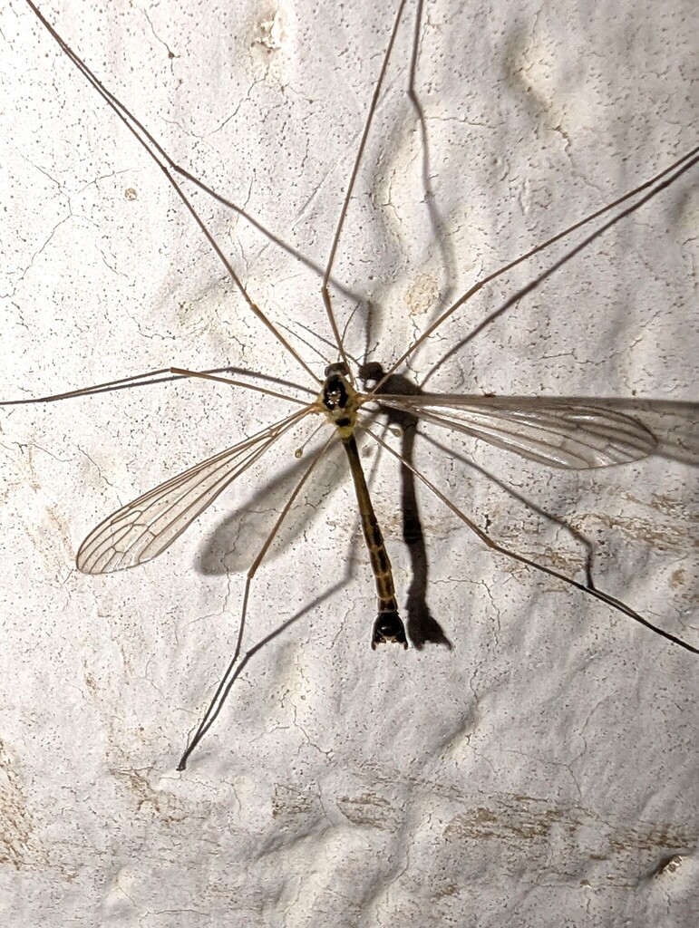 Diogma glabrata