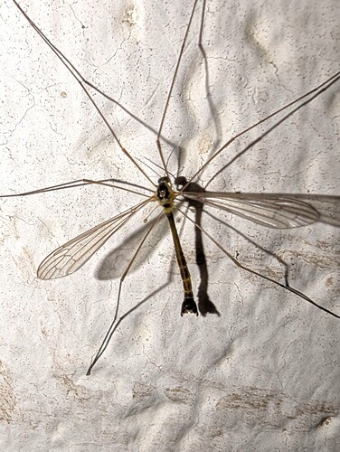 Diogma glabrata