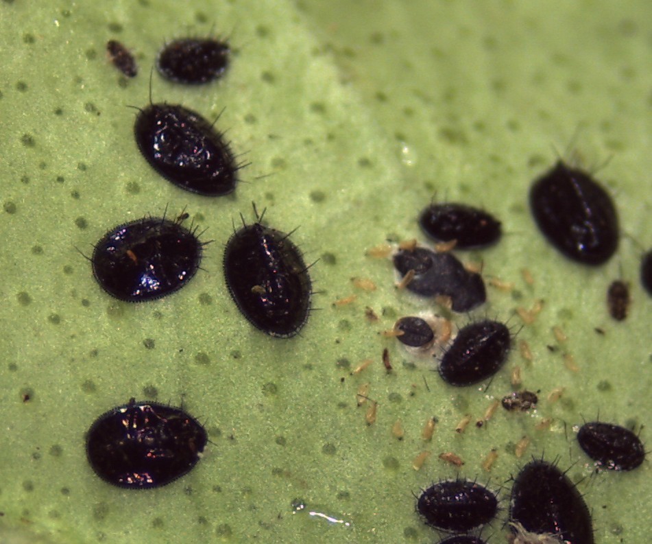 Orange spiny whitefly