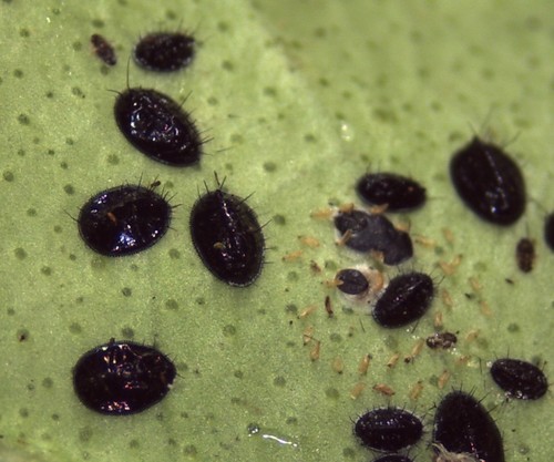 género Aleurocanthus · BioDiversity4All