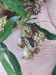 Camponotus lespesii