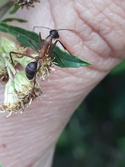 Camponotus lespesii