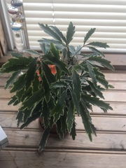 Plerandra elegantissima