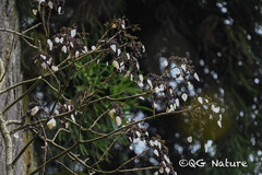 Mountain hydrangea (Hydrangea glaucescens)
