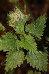 Agromyza anthracina