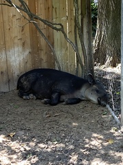 Tapirus