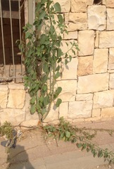 Nicotiana glauca