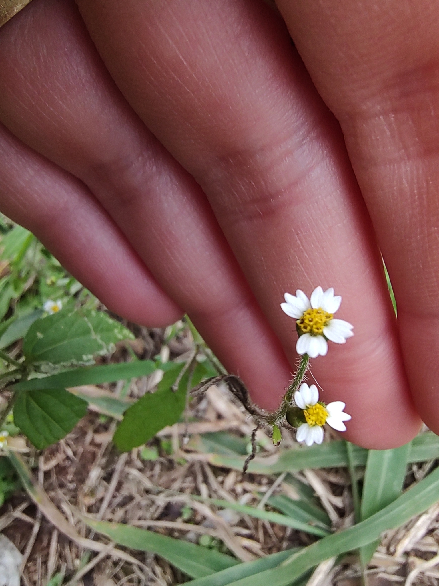 Galinsoga quadriradiata