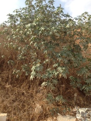 Ricinus communis