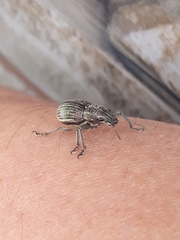 Naupactus tremolerasi