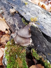 Sarcomyxa