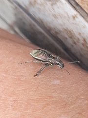 Naupactus tremolerasi