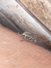 Naupactus tremolerasi