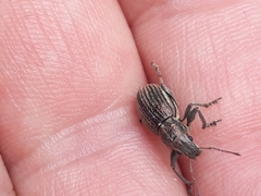 Naupactus tremolerasi