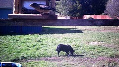 Coccothraustes vespertinus brooksi