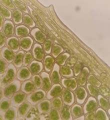 Plagiomnium ellipticum