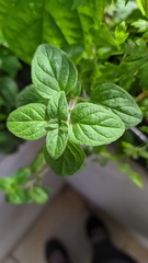 Origanum majorana
