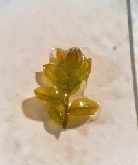 Plagiomnium ellipticum