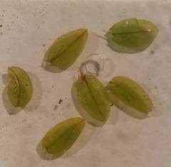 Plagiomnium ellipticum