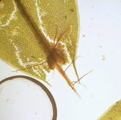 Plagiomnium ellipticum