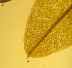 Plagiomnium ellipticum