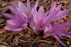 Colchicum hierosolymitanum