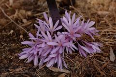 Colchicum hierosolymitanum