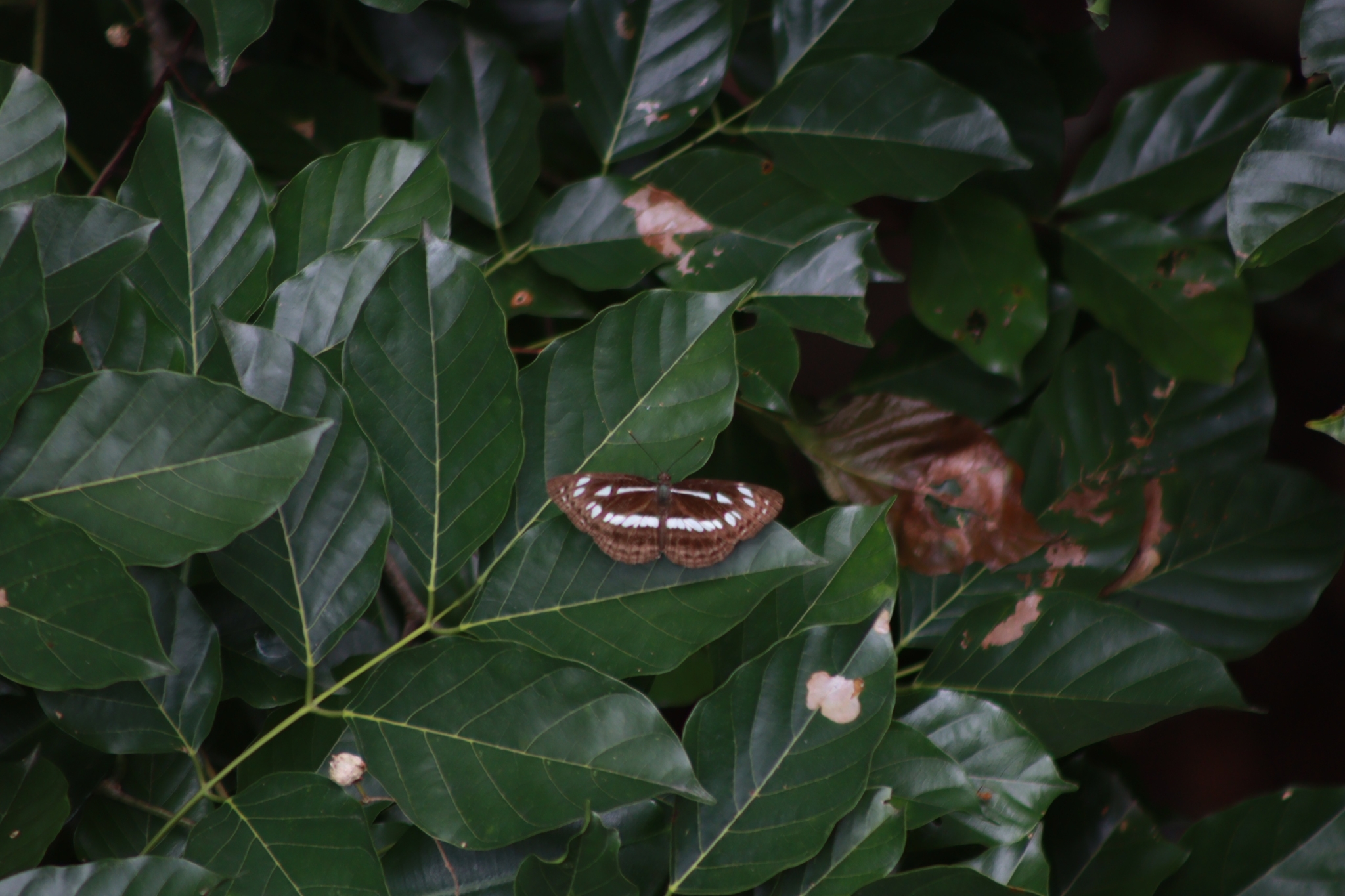 Chestnut-Streaked Sailer