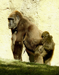 Gorilla gorilla