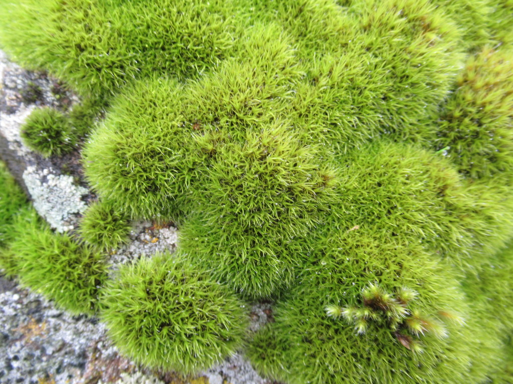 Hair-pointed Grimmia