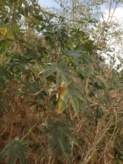 Ricinus communis