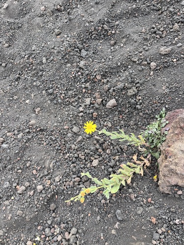 Etna Ragwort (Senecio aethnensis)