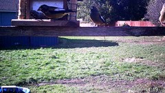 Coccothraustes vespertinus brooksi